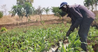 Zambaya Siliya lebt im Dorf Nyanja im ländlichen Lilongwe (Malawi). Bei unserer Partnerorganisation Evangelical Lutheran Development Service (ELDS) hat er sich in Anbaumethoden schulen lassen, um die Auswirkungen der El-Niño-Ernährungskrise zu bewältigen. Landwirt Zambaya Siliya arbeitet auf einem Feld in Malawi.