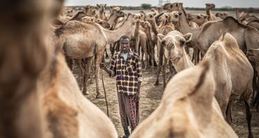 Im Rahmen eines Projektes in Äthiopien haben wir Abdi Abdulahis Kamele geimpft. Aufgrund anhaltender Dürre und Krankheiten ist die Herde bereits stark geschrumpft: „Früher hatte ich 300 Schafe, Ziegen und Kamele, jetzt habe ich nur noch etwa 25 Kamele.“ Ein Mann steht inmitten seiner Kamelherde und schaut ernst in die Kamera.