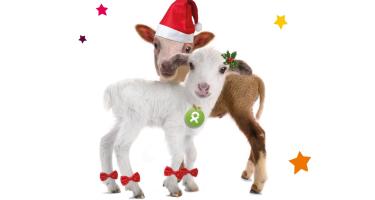 Weihnachtliches Lämmerpärchen