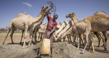 Mohamed Abdi Gedy mit seinen Kamelen Mohamed Abdi Gedy mit seinen Kamelen