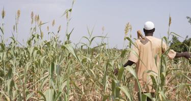Idrissa Ouedraogo ist ein Bauer in Burkina Faso. Er steht in einem Getreidefeld, das sehr trocken aussieht. Er hat der Kamera den Rücken zugedreht und trägt eine Hacke über der Schulter.