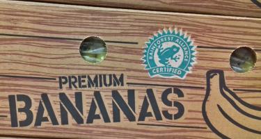 Zertifizierungsprozess Rainforest Alliance Bananen Packung Lidl