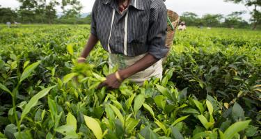 Teepflückerin in Indien