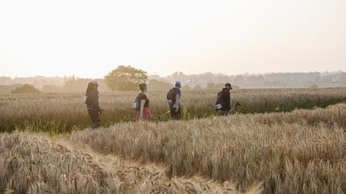 Ein Team von vier Menschen wandert durch Wiesen und Felder in der Abendsonne